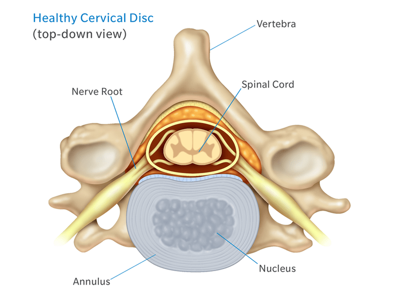 The structure of the intervertebral disk
